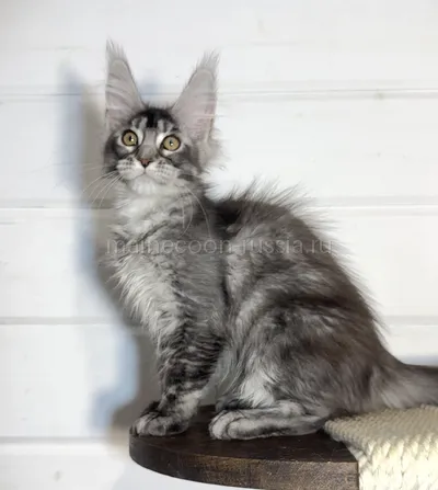 Alexa — Maine Coon kitten, Black Silver marble, rossetes blotched MCO ns 25