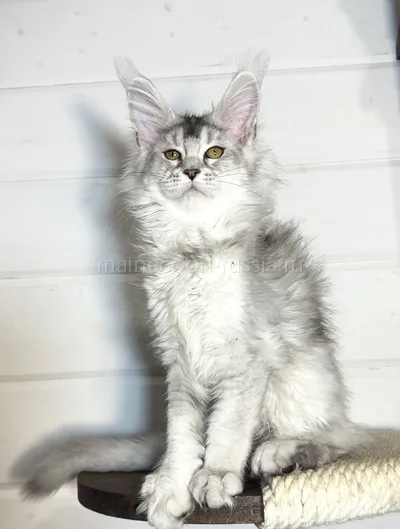 Adele — Maine Coon kitten, Black Silver marble, rossetes blotched MCO ns 25