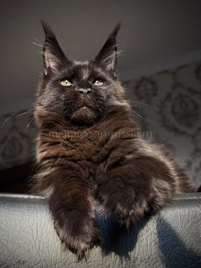 Котенок мейн-кун