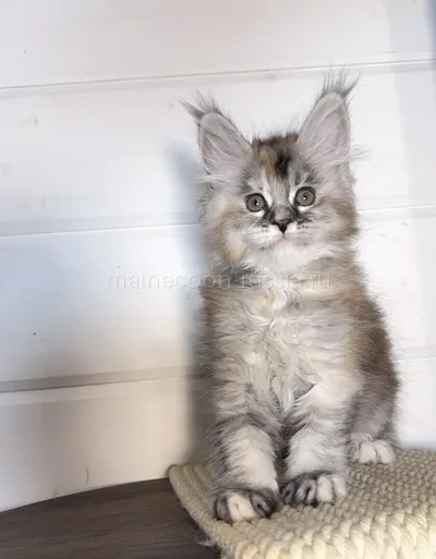 Naomi — Maine Coon kitten, Tortie Silver marble, rossetes blotched MCO fs 25