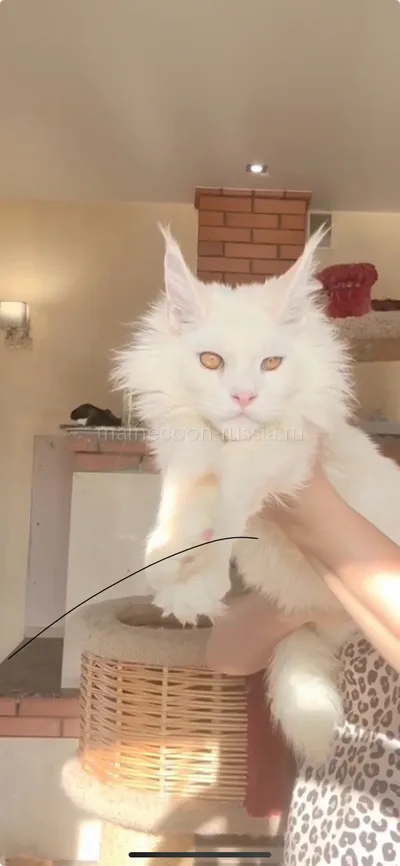 Лорд — Maine Coon kitten, Red Silver Shaded Tabby MCO ds 11