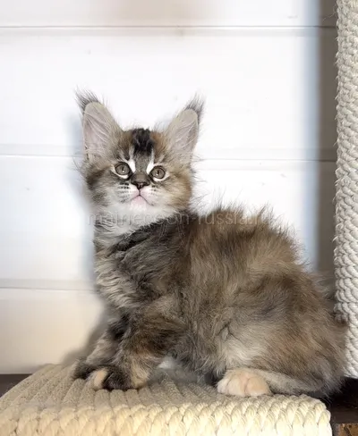 Narnia — Maine Coon kitten, Tortie Silver marble, rossetes blotched MCO fs 25