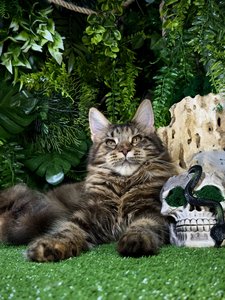 Isolde