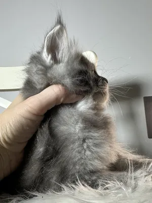 Котенок мейн-кун