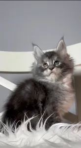 Котенок мейн-кун