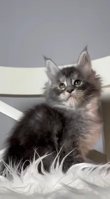 Котенок мейн-кун