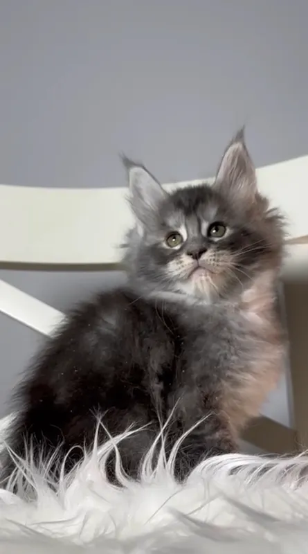 Котенок мейн-кун Черный тикированный на  серебре MCO ns 25 Мальчик