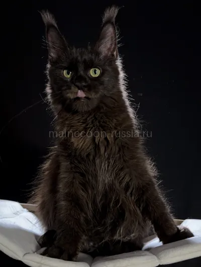 Berry — Maine Coon kitten, Black MCO n