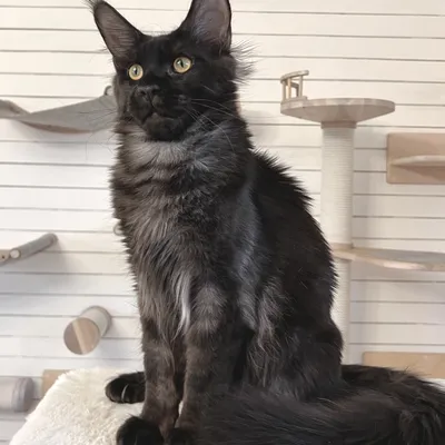 Котенок мейн-кун