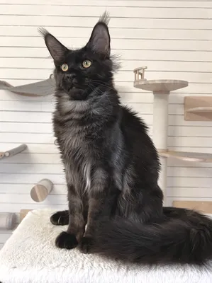 Котенок мейн-кун