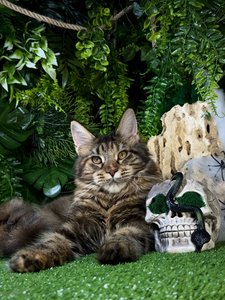 Isolde
