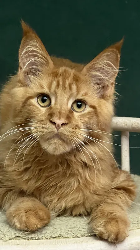 Maine Coon kitten Red MCO d Boy
