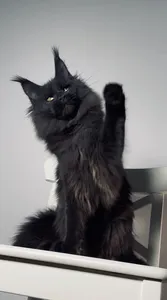 Котенок мейн-кун