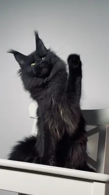 Котенок мейн-кун