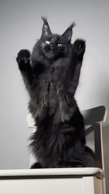 Котенок мейн-кун