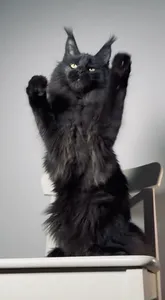 Котенок мейн-кун