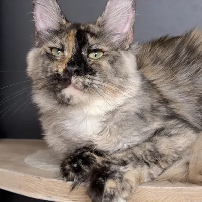 Котенок мейн-кун