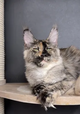 Котенок мейн-кун