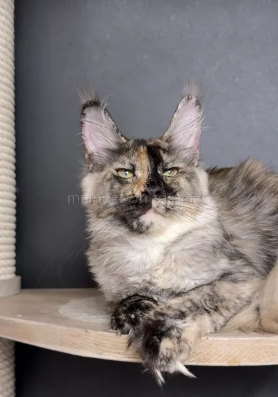 K — Maine Coon kitten, Tortie smoke MCO fs