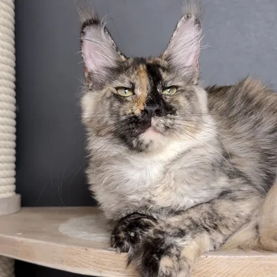 Котенок мейн-кун