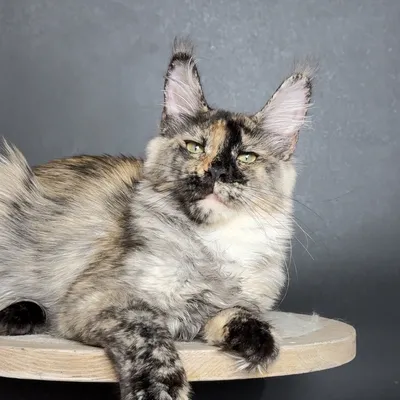 Котенок мейн-кун