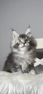Maine Coon kitten