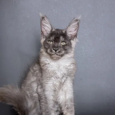 Котенок мейн-кун