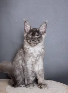 Котенок мейн-кун