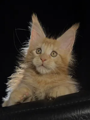 Maine Coon kitten