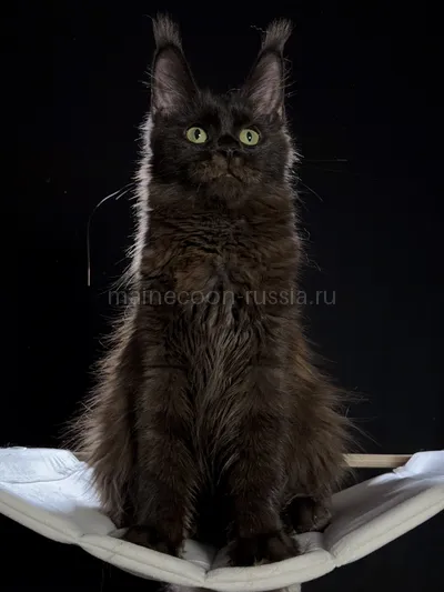 Berry — Maine Coon kitten, Black MCO n