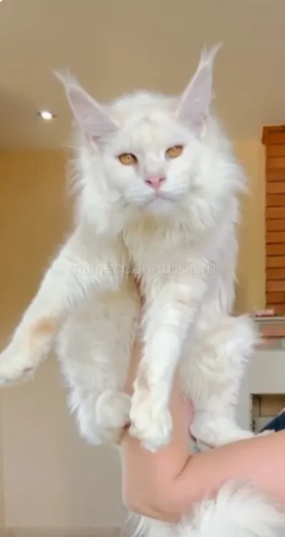 Maine Coon kitten