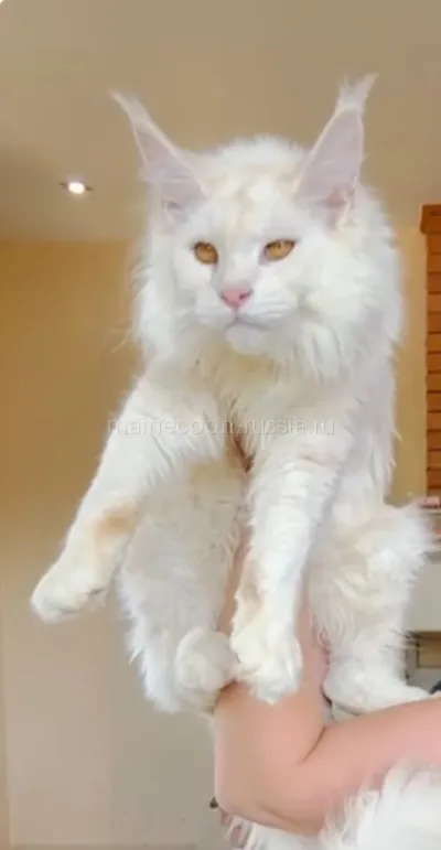 Maine Coon kitten