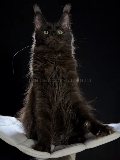 Berry — Maine Coon kitten, Black MCO n
