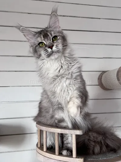 Maine Coon kitten