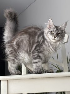 Pompadour