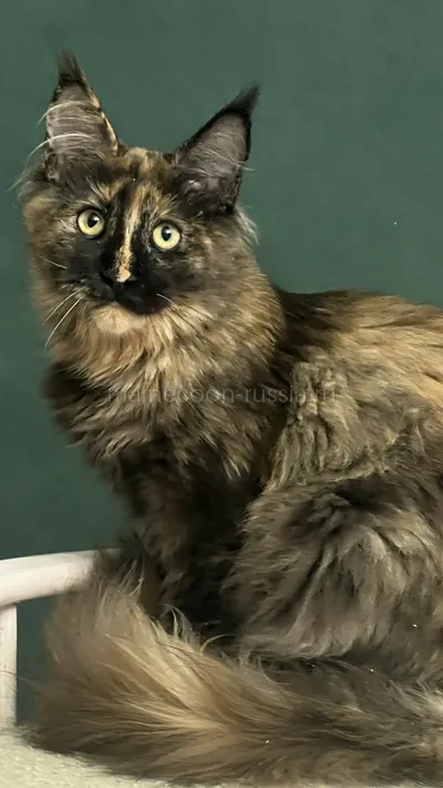 FIRST QUEEN — Maine Coon kitten, Tortie MCO f