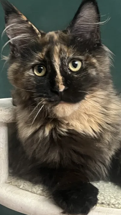 FIRST QUEEN — Maine Coon kitten, Tortie MCO f