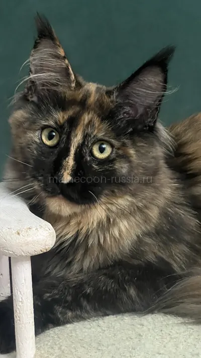 FIRST QUEEN — Maine Coon kitten, Tortie MCO f