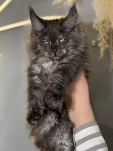 Котенок мейн-кун