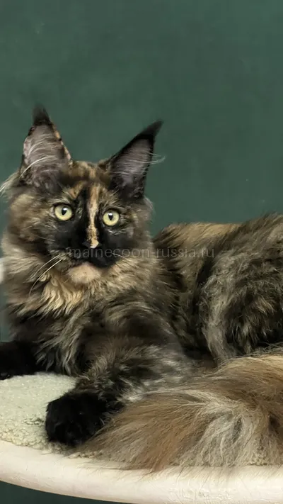 FIRST QUEEN — Maine Coon kitten, Tortie MCO f