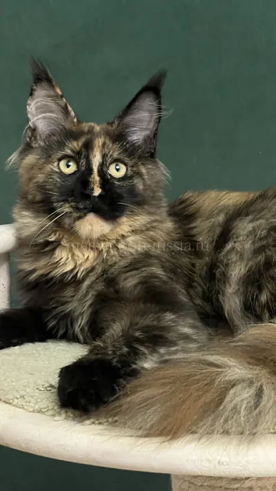 FIRST QUEEN — Maine Coon kitten, Tortie MCO f