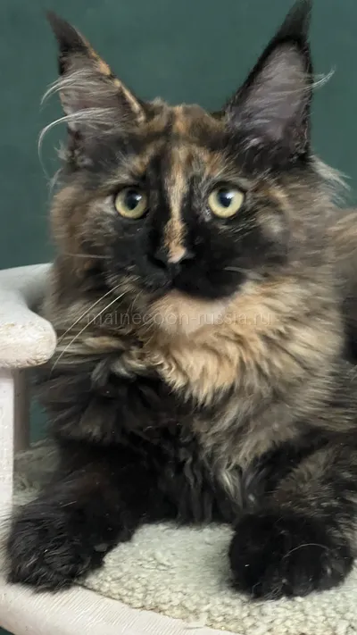 FIRST QUEEN — Maine Coon kitten, Tortie MCO f