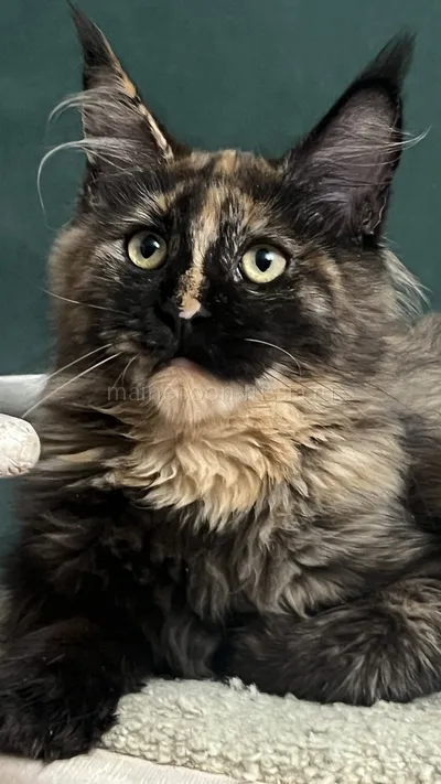 FIRST QUEEN — Maine Coon kitten, Tortie MCO f