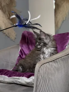 Котенок мейн-кун