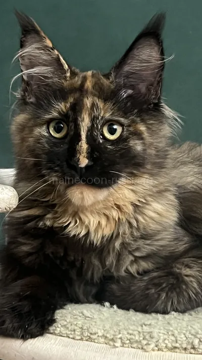 FIRST QUEEN — Maine Coon kitten, Tortie MCO f