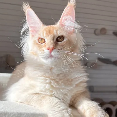 Котенок мейн-кун