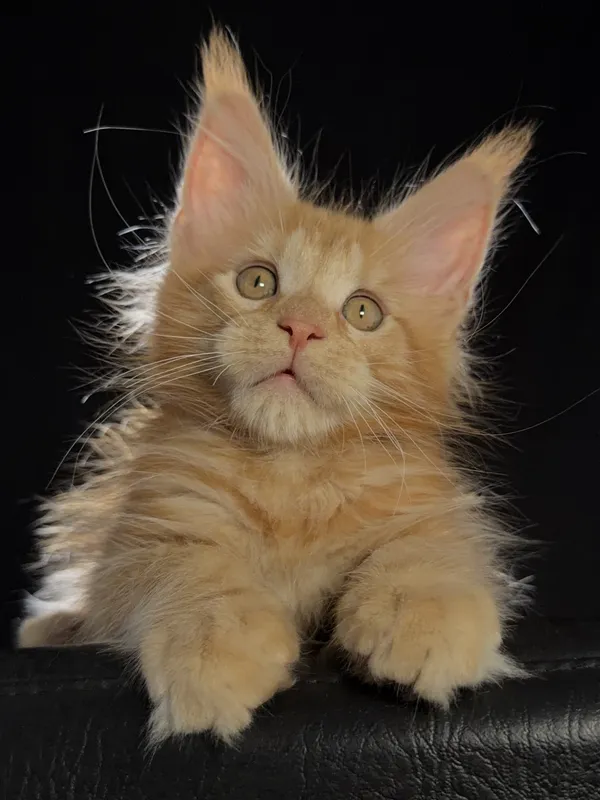 Maine Coon kitten Red MCO d Boy