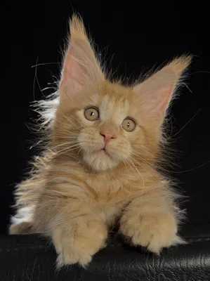 Maine Coon kitten