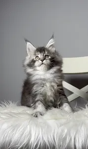 Maine Coon kitten