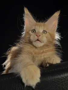 Котенок мейн-кун